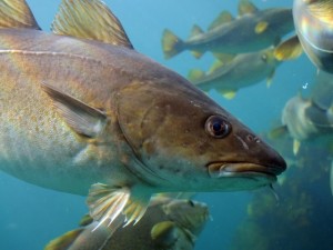 El bacalao atlántico se extiende en el Ártico por el cambio climático