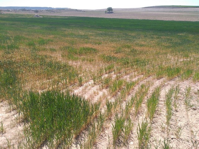 El norte de Mallorca sigue en prealerta por sequía y es probable que la mayoría entre próximamente
