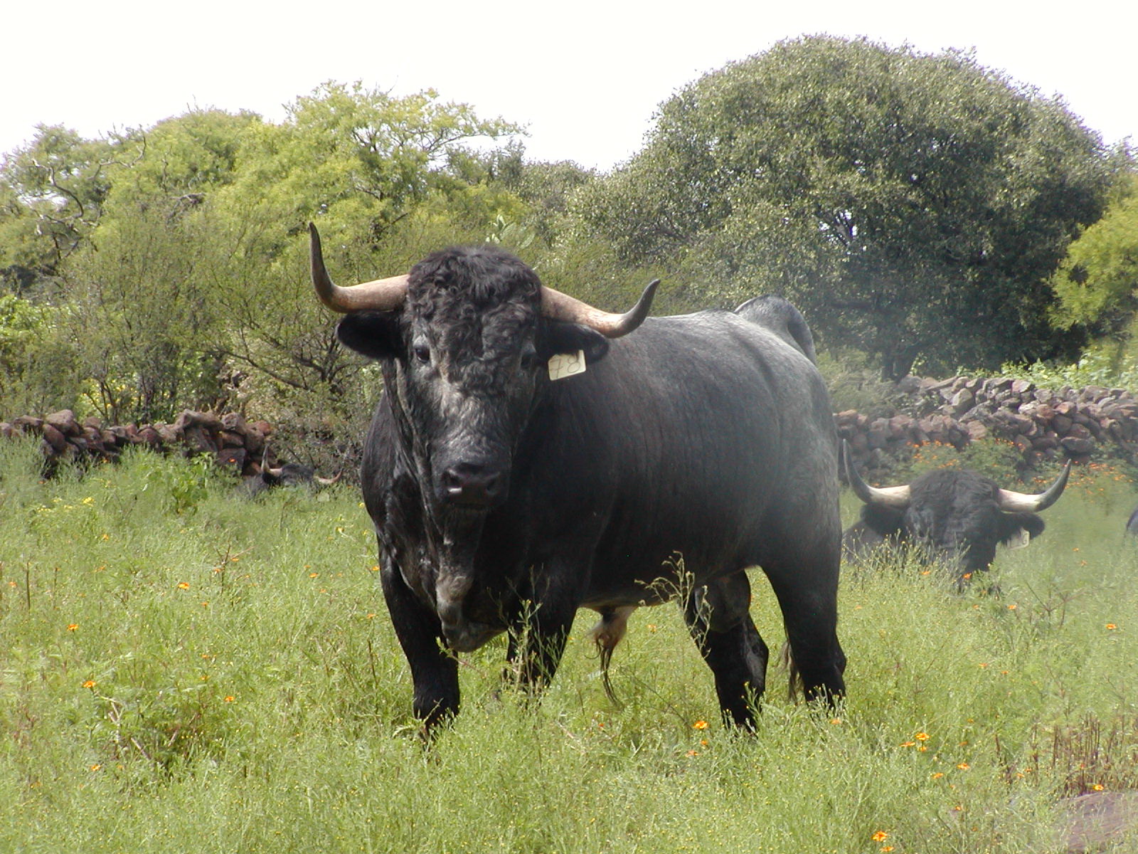 Francia declara las corridas de toros patrimonio cultural inmaterial