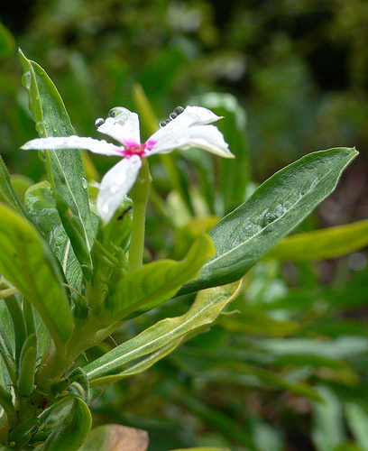 España podría ser "líder" del sector de plantas aromáticas