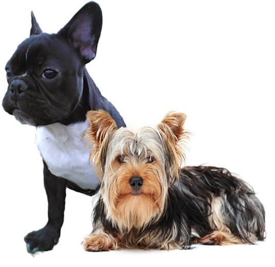 Santa Cruz de Tenerife dice que no será obligatorio un seguro para los animales de compañía