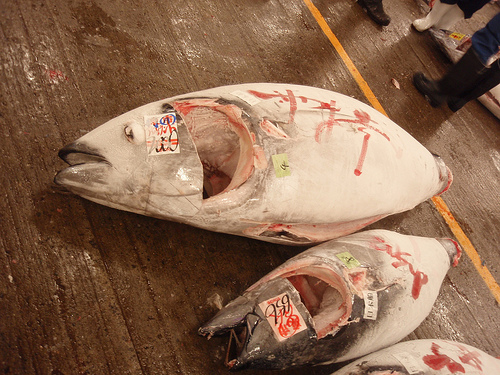 WWF pide a Zapatero que apoye la prohibición del comercio de atún rojo