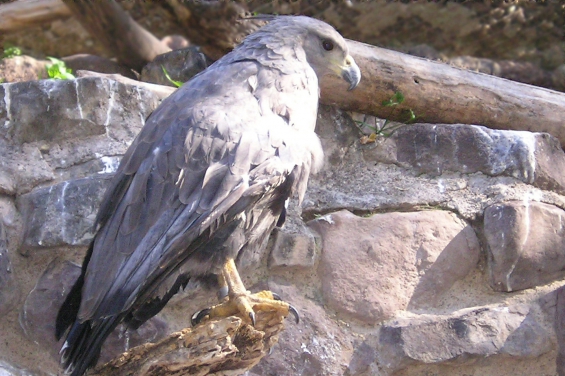 Liberadas aves rapaces en un Zoo de Mendoza
