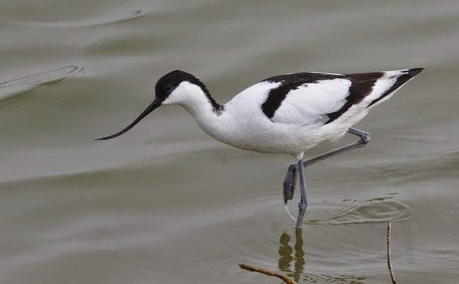 Gestión de la Fauna y Espacios Naturales el curso a distancia de IUSC