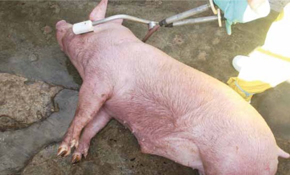 EQUO pide etiquetar correctamente la carne de los animales sacrificados sin aturdimiento