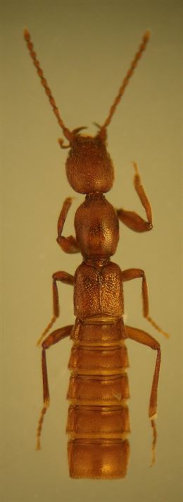El Grupo de Espeleología de Villacarrillo descubre la primera cita para Andalucía de un coleóptero