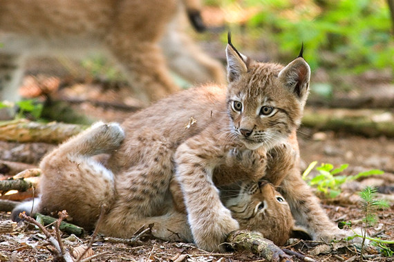 El lince boreal vivía en el norte de la península ibérica