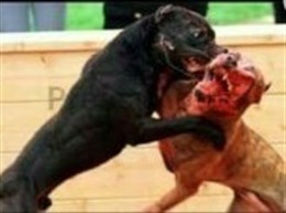 Un ‘desalmado’ comparte en las redes fotos de animales heridos en peleas ilegales