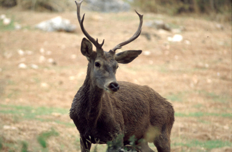 La UEX analizará la pureza genética del ciervo ibérico y la perdiz roja