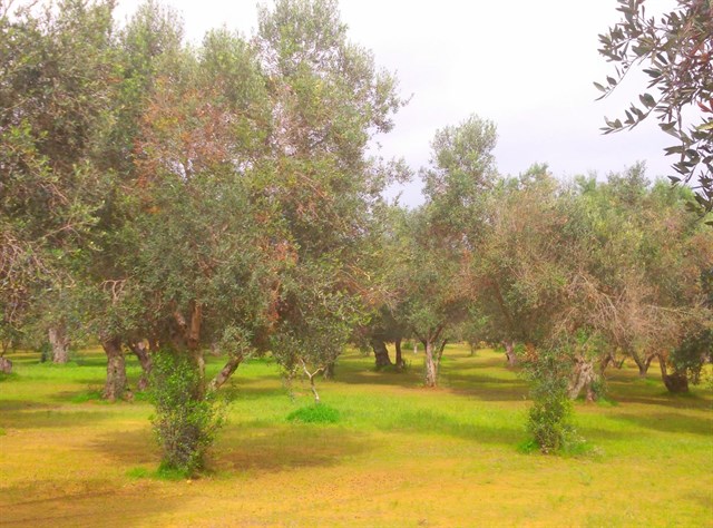 Los representantes españoles en Bruselas piden la contención de la xylella fastidiosa en Baleares