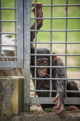 Acusan de maltratar a decenas de chimpancés a un zoológico-circo de Alemania