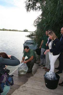 Andalucía. La Junta libera casi 2.500 ejemplares de anguila europea en el río Guadalquivir