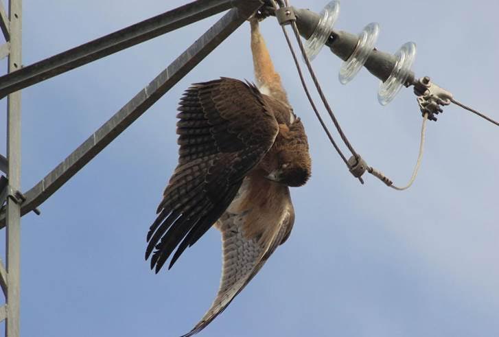Podemos-A propone un plan de acción para prevenir y corregir la muerte de aves al chocar con tendidos eléctricos
