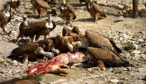 Castilla y León. Luz verde a la alimentación de especies de la fauna silvestre con suproductos animales