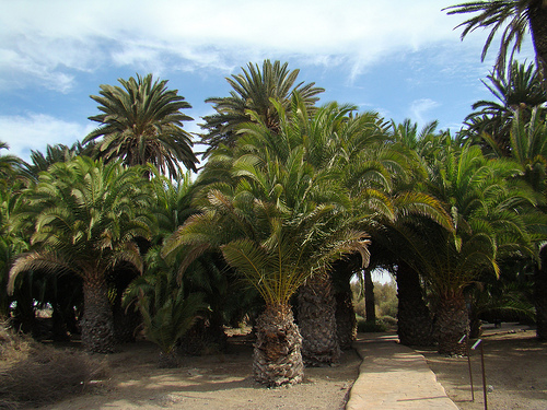 Las Palmas de Gran Canaria convertirán el Parque Tony Gallardo en un oasis para aves y especies vegetales
