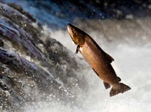 Federal utility cuts wind power to ‘save fish’; AWEA unimpressed