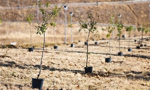 Prisa colabora con el proyecto Árbol es Vida que plantará 10 millones de árboles en España hasta junio de 2015