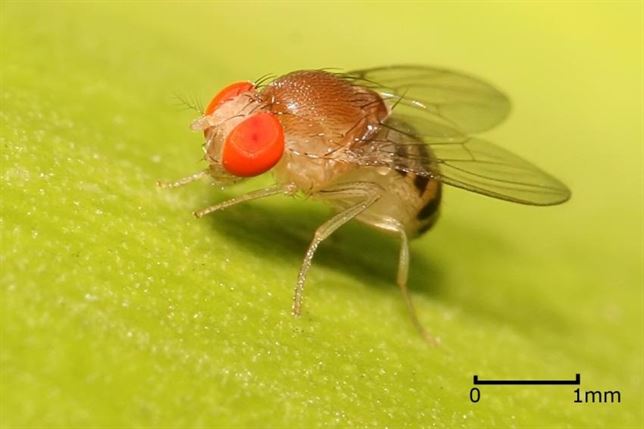 Los insectos ovulan de forma parecida a los mamíferos