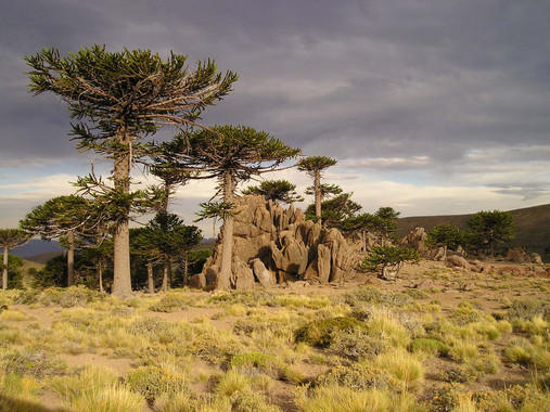 El calentamiento global podría acabar con los bosques de araucaria