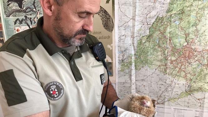 Agentes Forestales hallan en Guadarrama un erizo de una especie prohibida en España