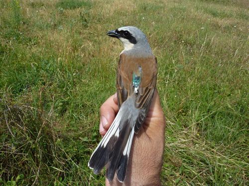 Investigación sobre la ‘peculiar’ migración de los alcaudones dorsirrojos ibéricos