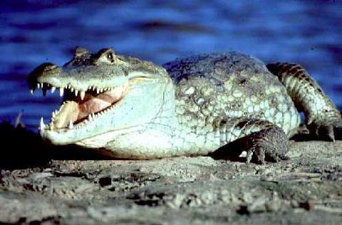 “Se va el caimán”