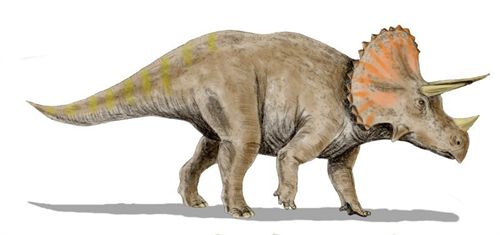 El triceratops nunca existió como especie separada