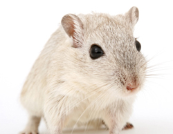 Derechos de los animales