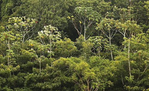 CO2 en ‘vena’ en la Amazonia para predecir su futuro