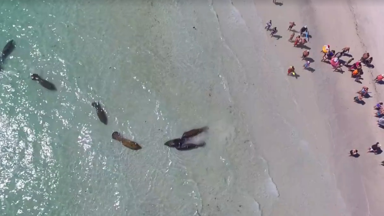Grupo de manatíes saludan a turistas en Florida