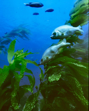 Numerosas especies del Parque Nacional de Cabrera carecen de protección