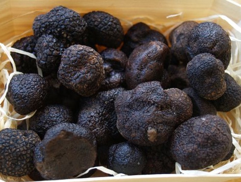 Mapa de aptitud trufera de la provincia de Zaragoza