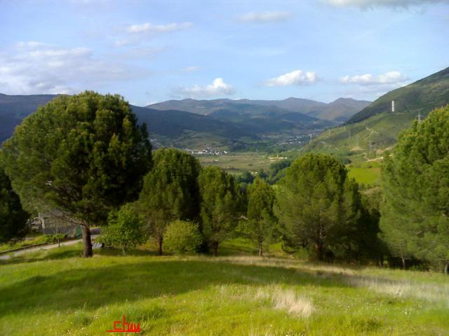 Día Forestal Mundial. Zamora planta pinos piñoneros con níscalos