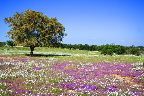 Cañete dice que la fiesta de los toros garantiza ecosistemas como la dehesa