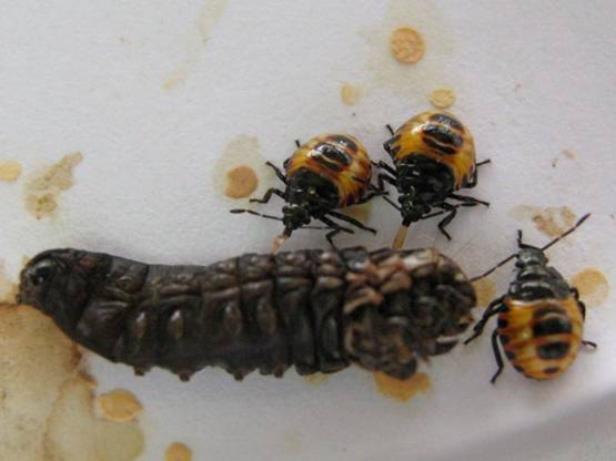 Chinches ‘P. Nigrispinus’ para el control biológico para diversas plagas de insectos