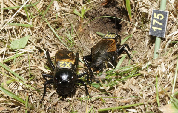 Luz y taquígrafos sobre las ‘andanzas’ de los grillos asturianos