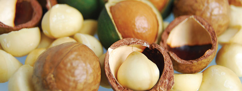 Conoce los potenciales de la nuez de macadamia