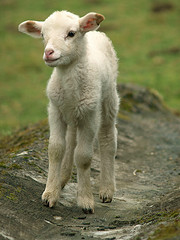 La oveja lojeña busca mercado con su distinción ecológica