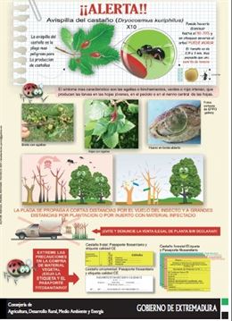 Plaga avispilla del castaño en Extremadura
