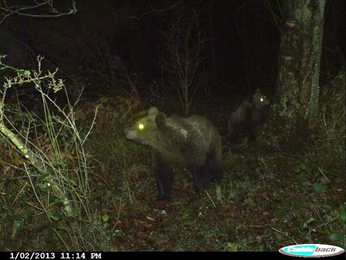Nacen once oseznos durante un año en el parque natural de Somiedo