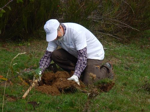 Plantan frutales para la alimentación del oso pardo en León