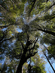 IU presenta una proposición para crear un plan de reforestación en la comarca de la Axarquía