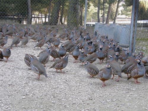 Cataluña repoblará con perdices rojas áreas privadas de caza…