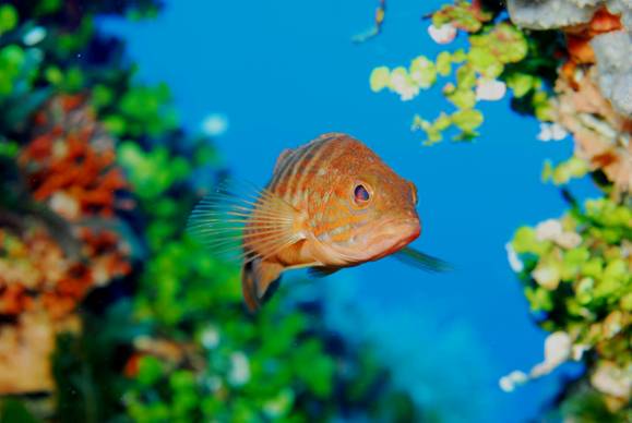 Última oportunidad para proteger el Mediterráneo