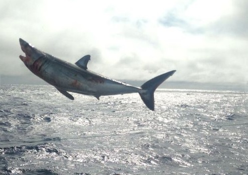 Chile. Se liberan 4 tiburones atrapados ilegalmente