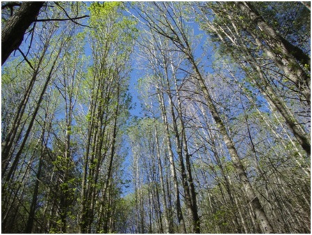 La Red Estatal del Castaño demanda medidas inmediatas al MAGRAMA ante la amenaza de la avispilla del castaño