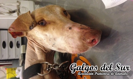 Cenicienta y Blancanieves