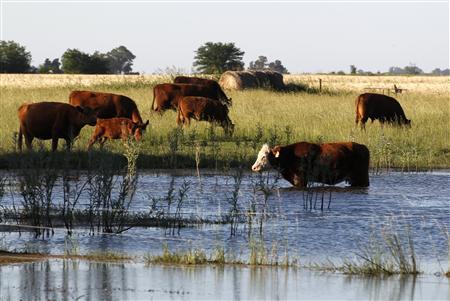Científicos argentinos logran crear energía con gases contaminantes de vacas