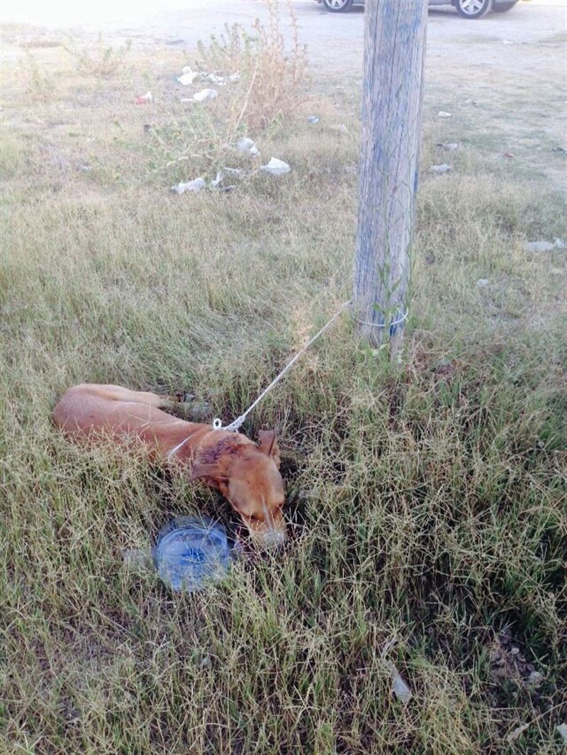 Rescatado en Almería un perro apuñalado y atado de patas y cuello