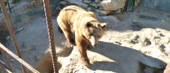 El Ayuntamiento de Almuñecar impide el rescate de los animales que quedan en el zoo de Peña Escrita